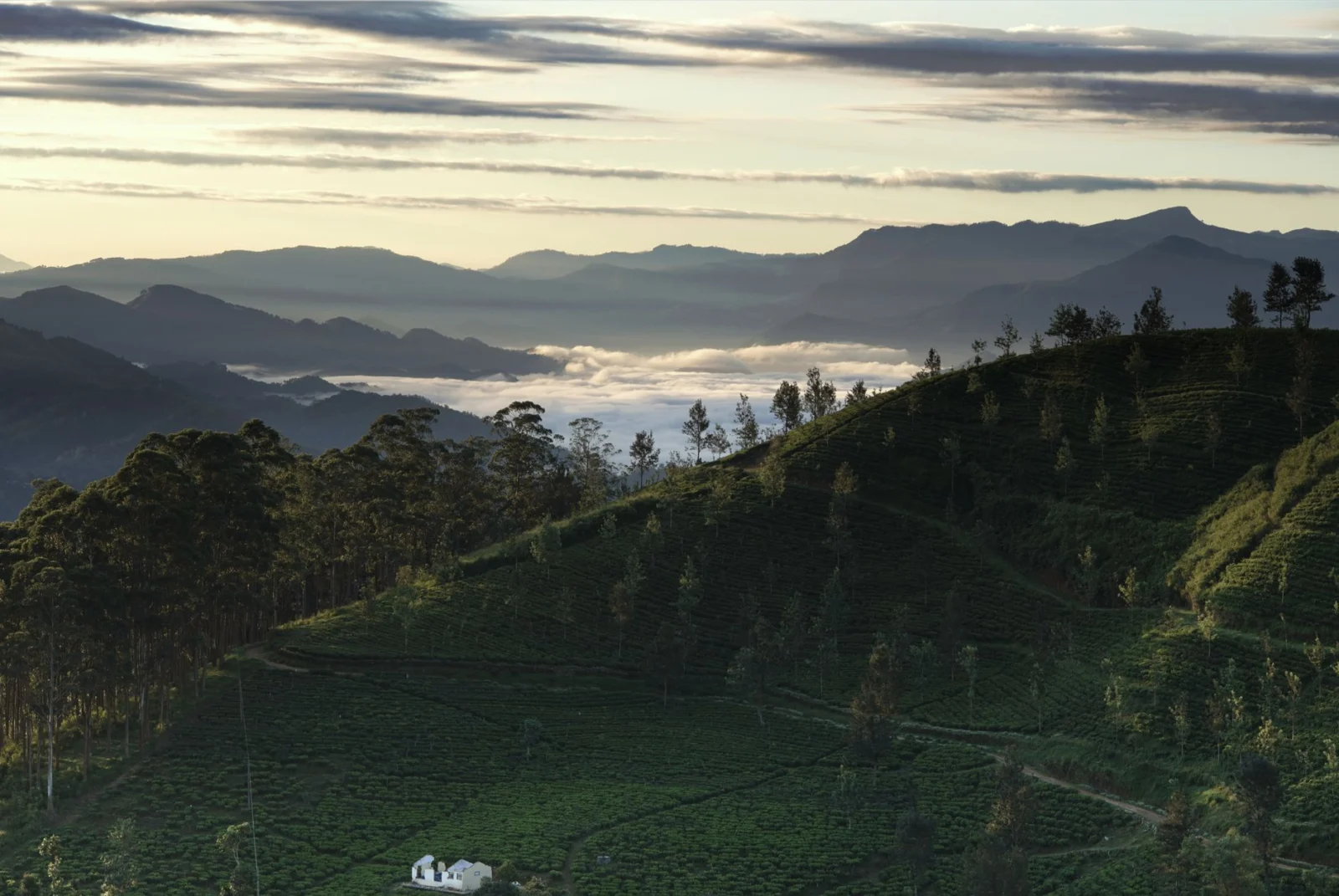The best time to visit Sri Lanka for clear tea country views is January to March