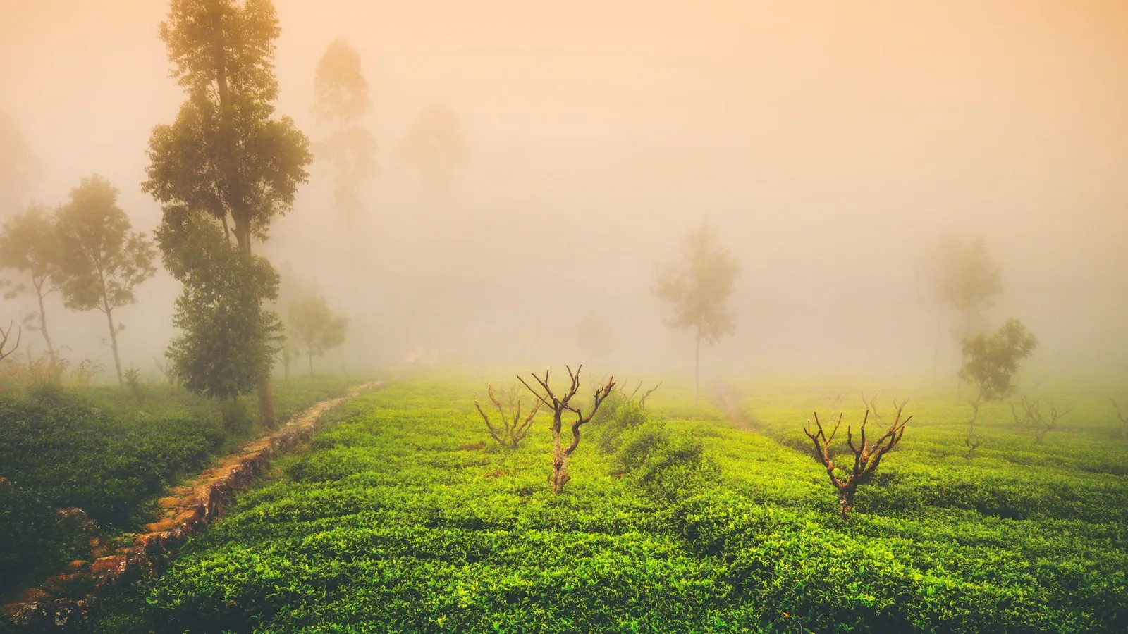 a tea estate in the hill country above Ella