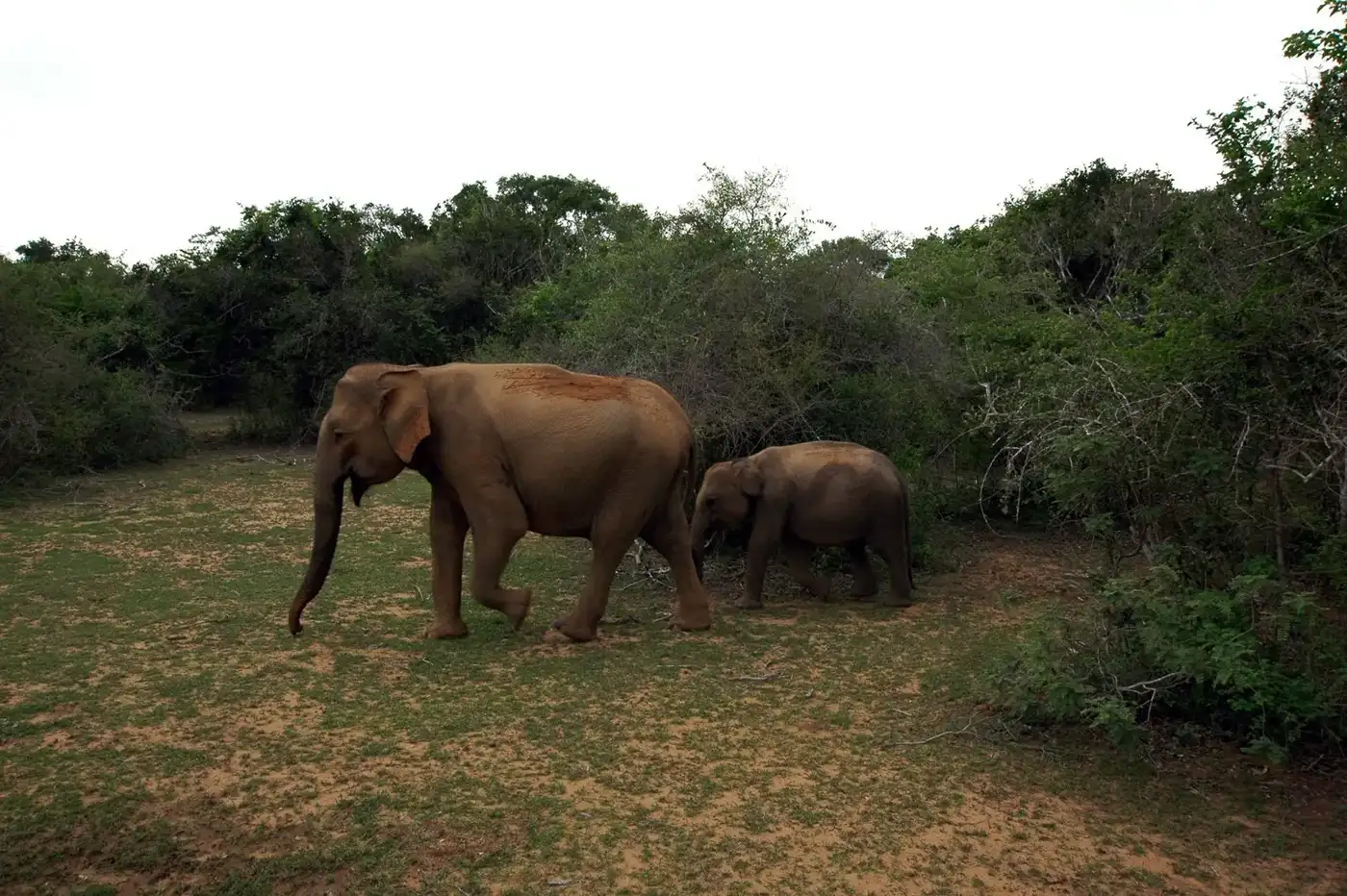 A wild elephant and its calf crossing open scrub in a Sri Lankan national park