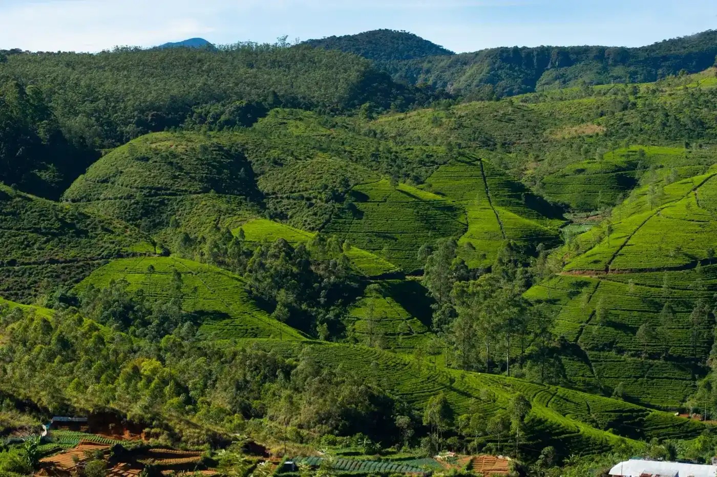Terraced tea fields on the hill country slopes above a valley