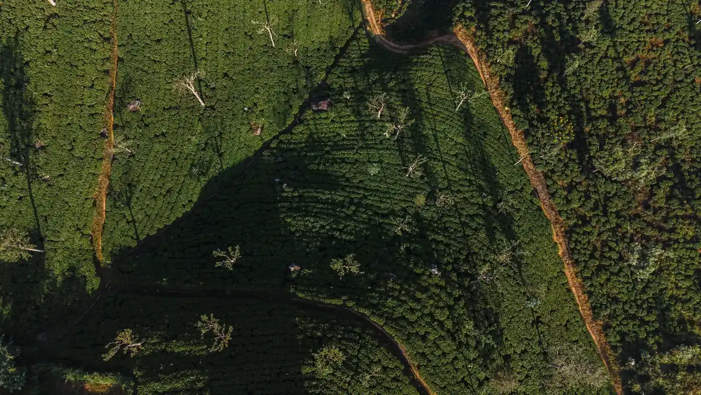 An aerial view of green hill-country canopy with a river threading through it near Haputale