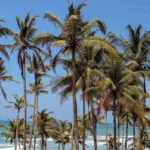 Sri Lanka in December: coconut palms leaning over the surf line at Mirissa on the south coast