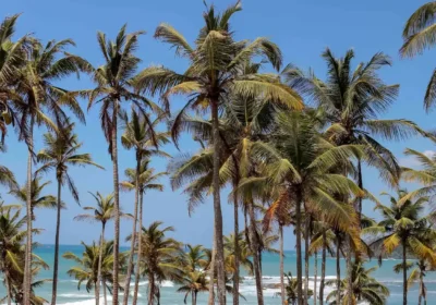 Sri Lanka in December: coconut palms leaning over the surf line at Mirissa on the south coast