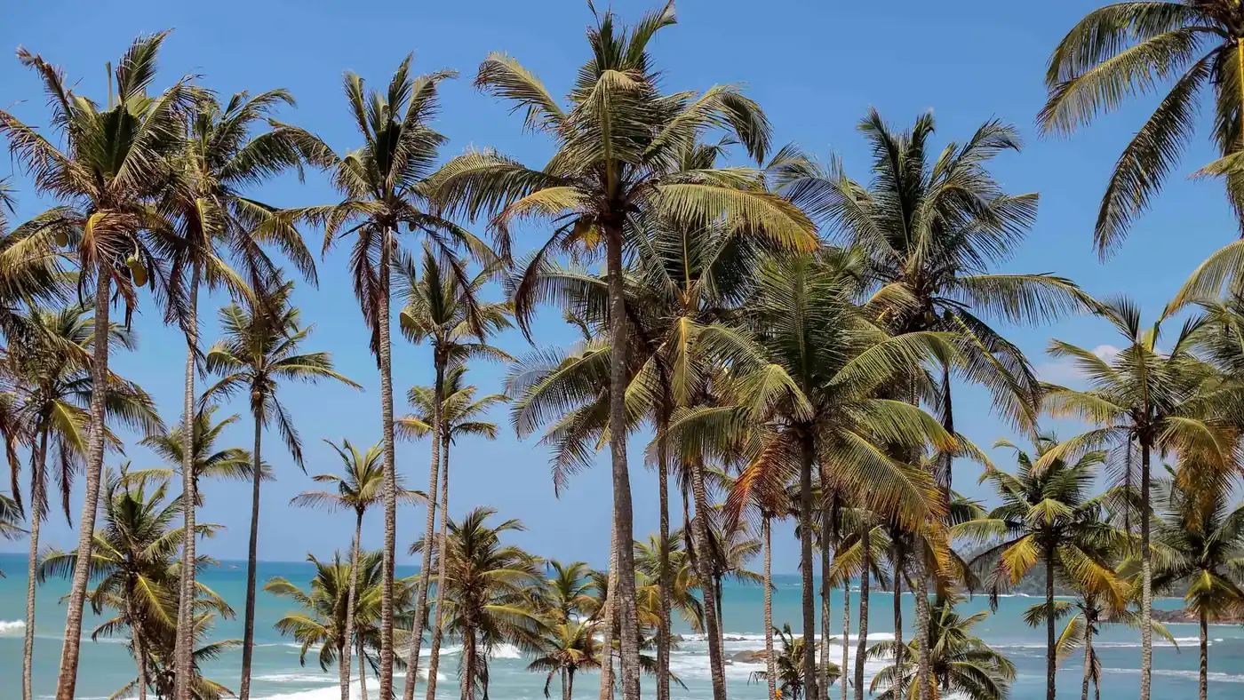 Sri Lanka in December: coconut palms leaning over the surf line at Mirissa on the south coast