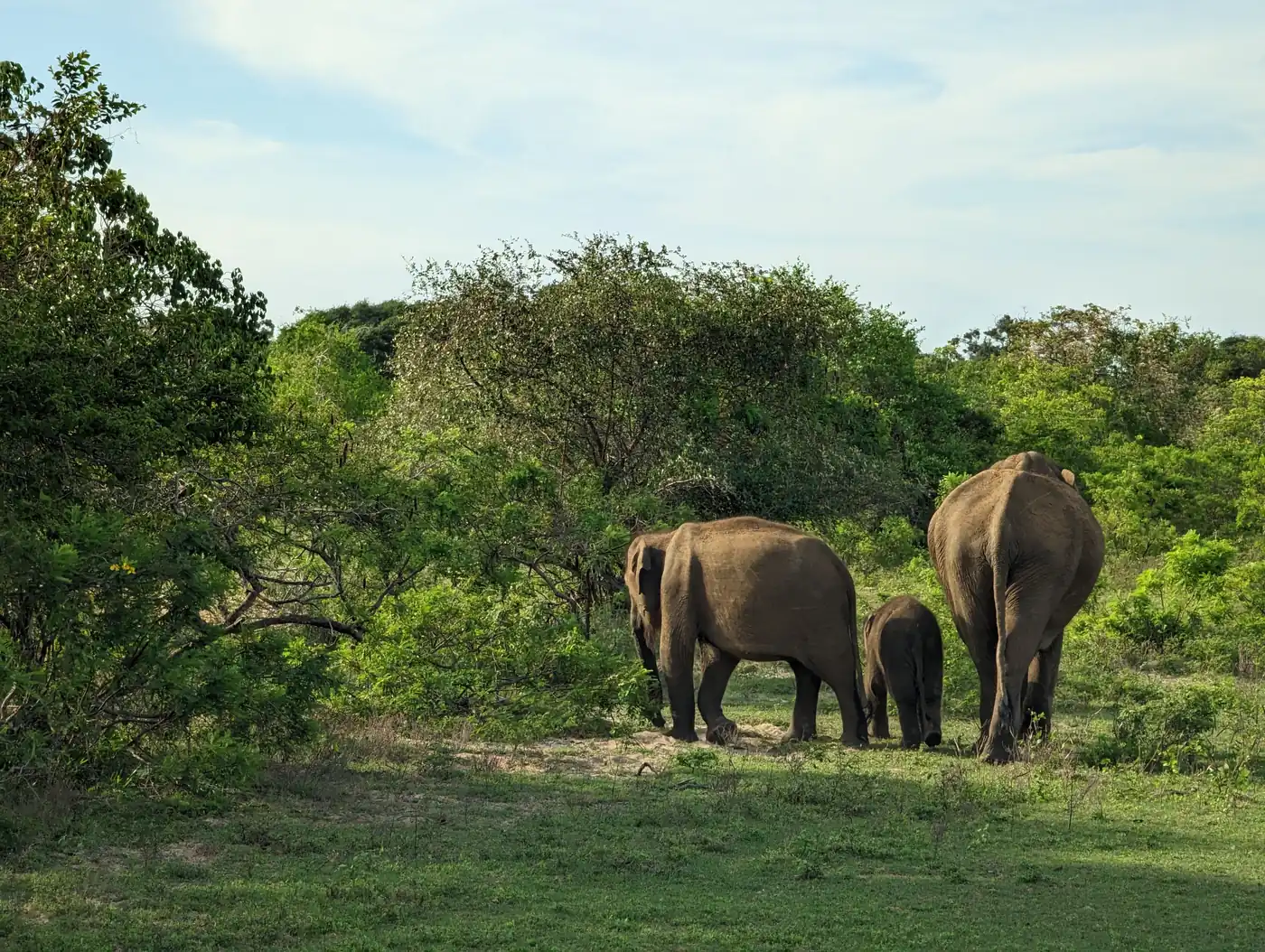 Elephants and a calf among trees in Yala National Park